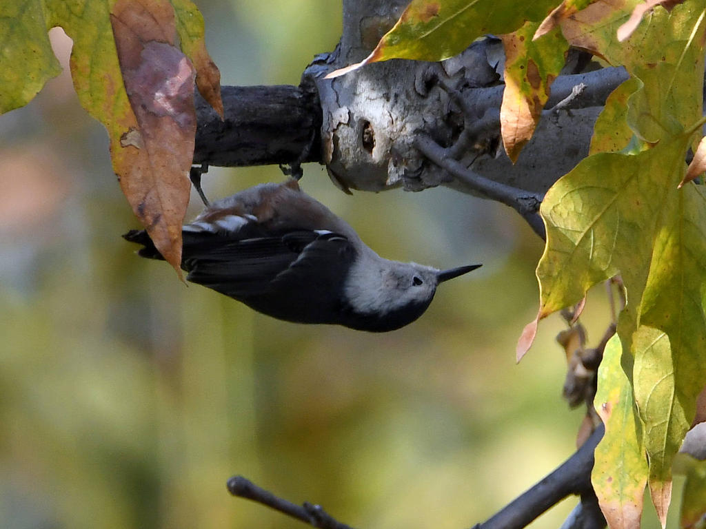 Nuthatch.jpg
