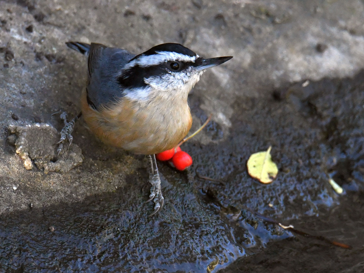 Nuthatch.jpg