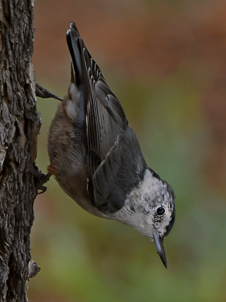 Nuthatch2.jpg