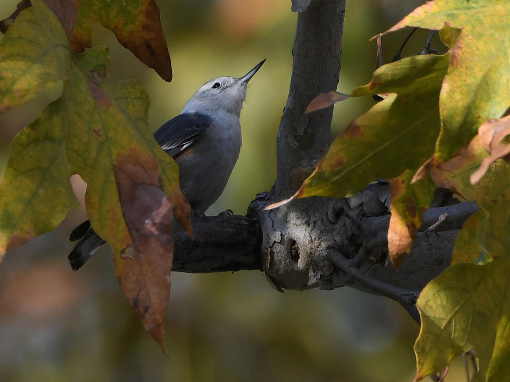 Nuthatch2.jpg
