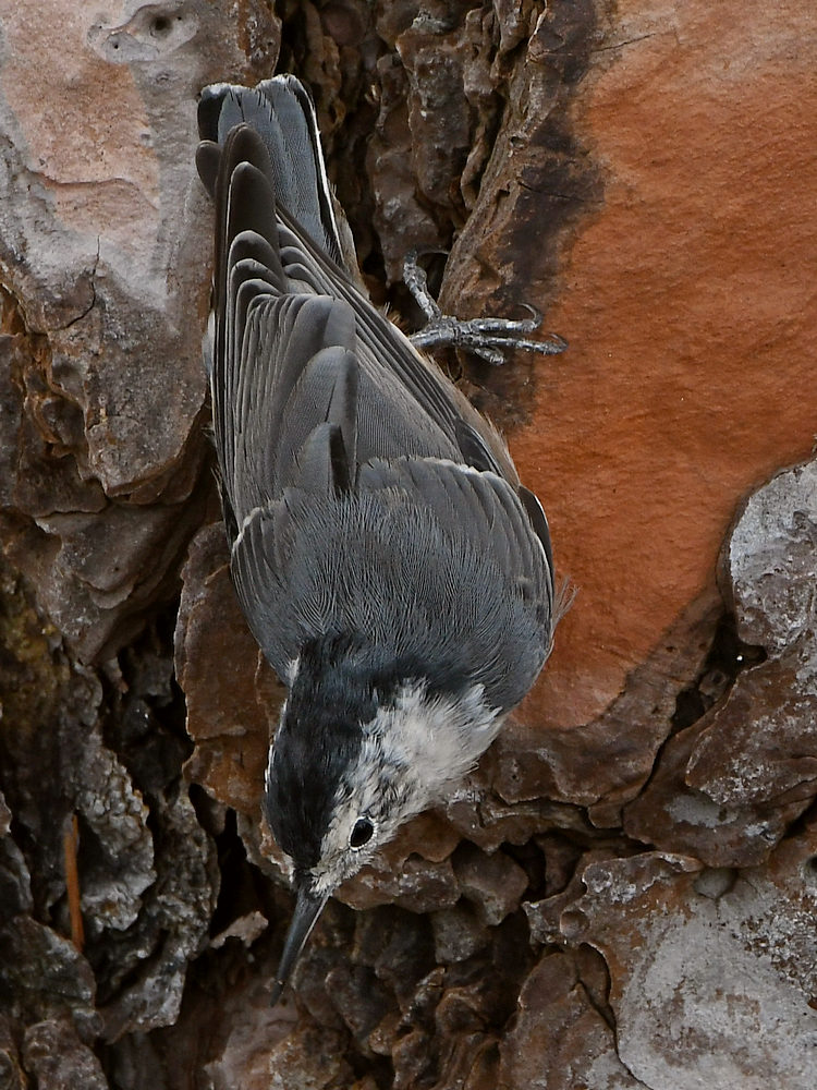 Nuthatch4.jpg