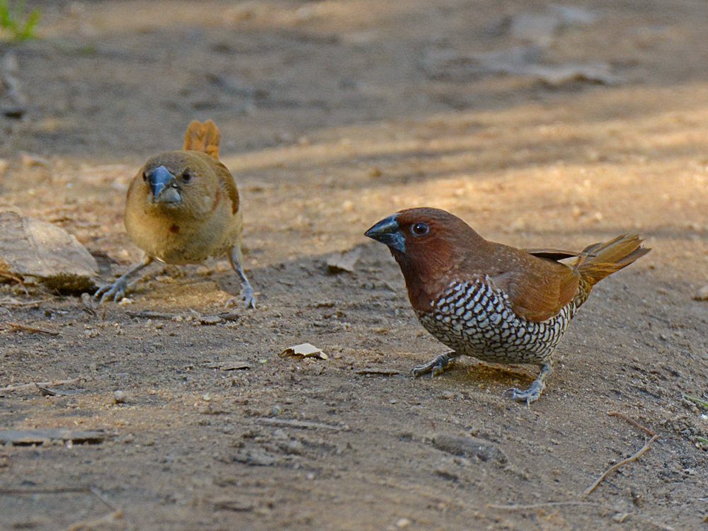 Nutmeg6.jpg