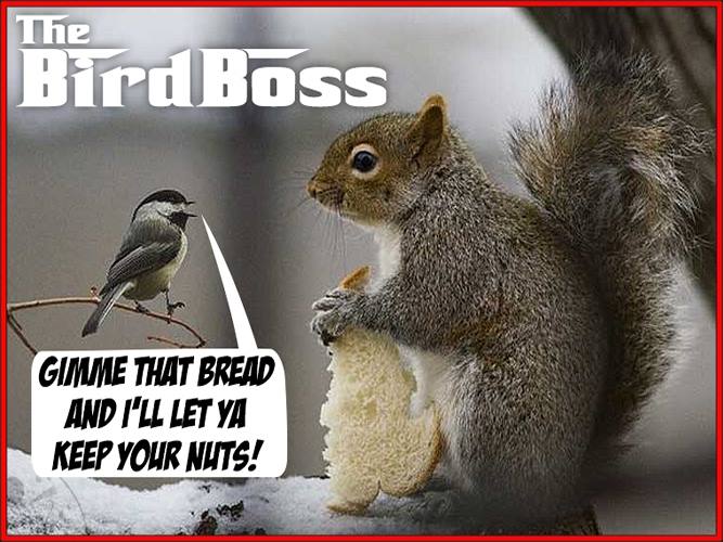 nuts.jpg
