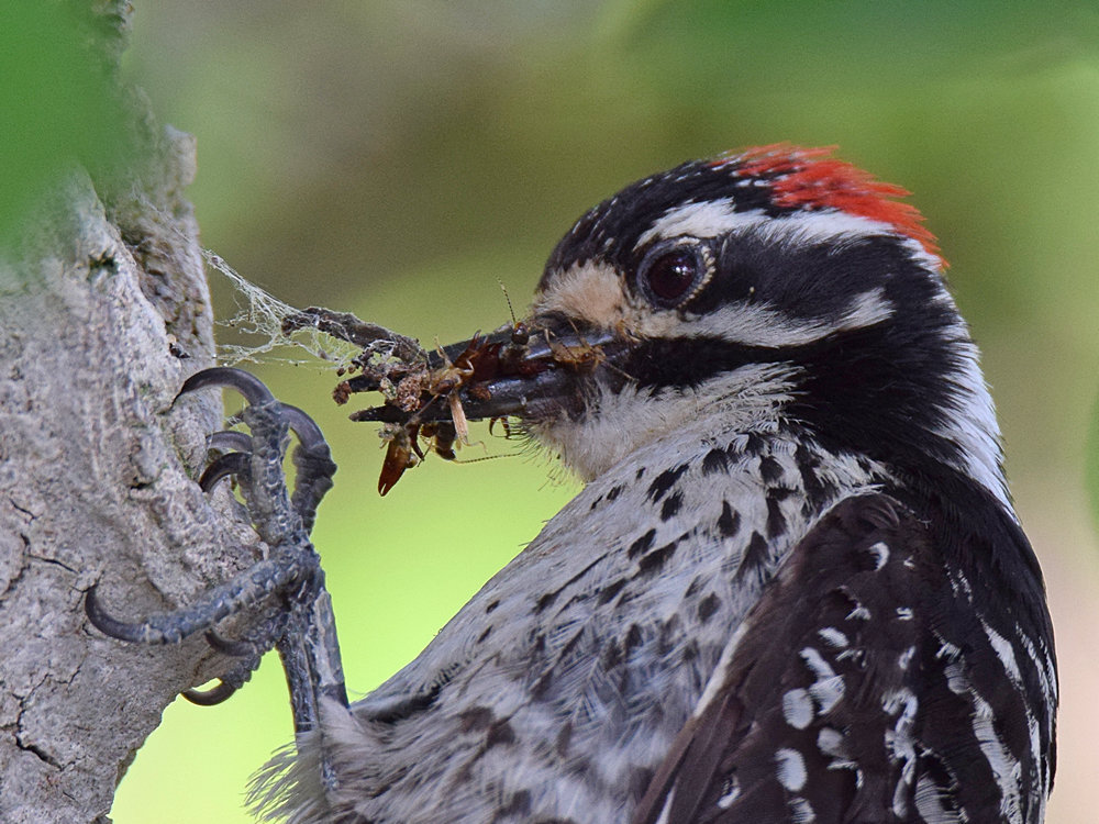 NuttallsWoodpecker3.jpg