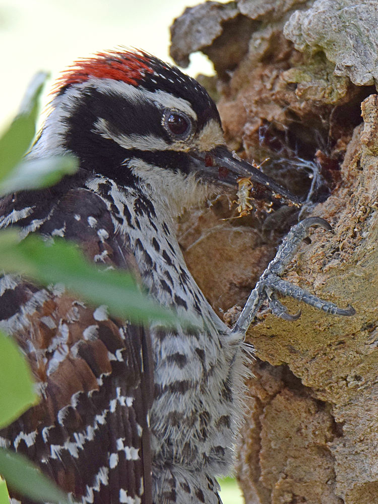 NuttallsWoodpecker5.jpg