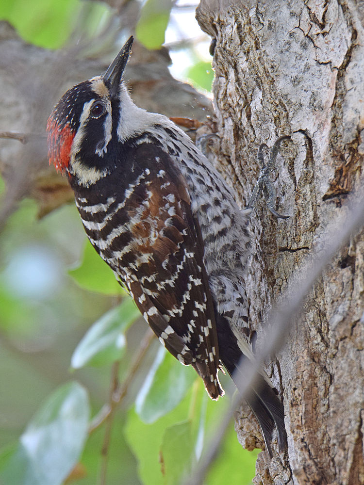NuttallsWoodpecker6.jpg