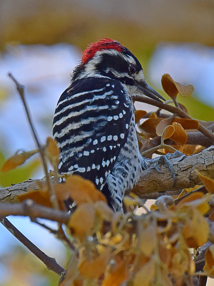 NuttalsWoodpecker.jpg