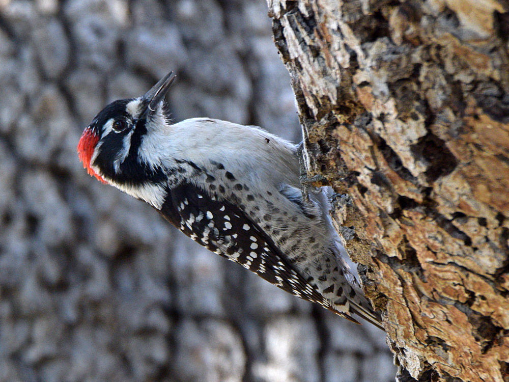 NuttalsWoodpecker.jpg