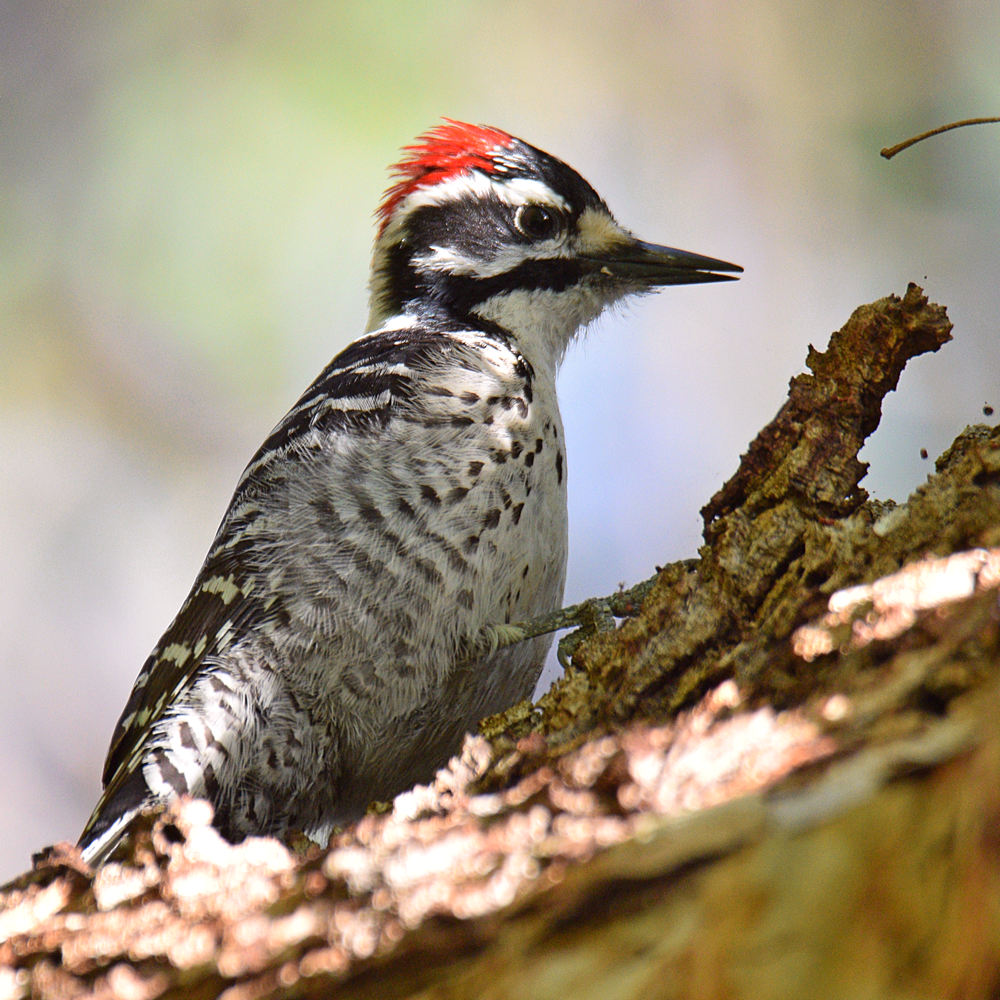 NuttalsWoodpecker.jpg