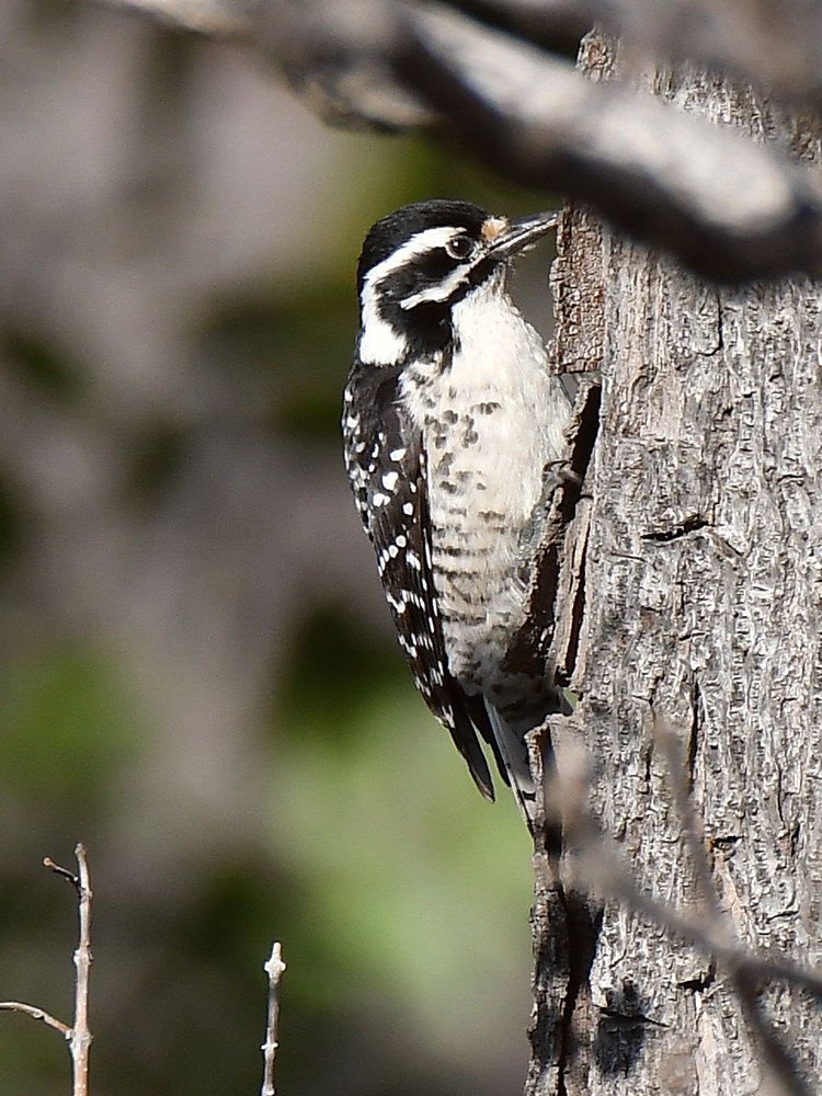 NuttalsWoodpecker.jpg