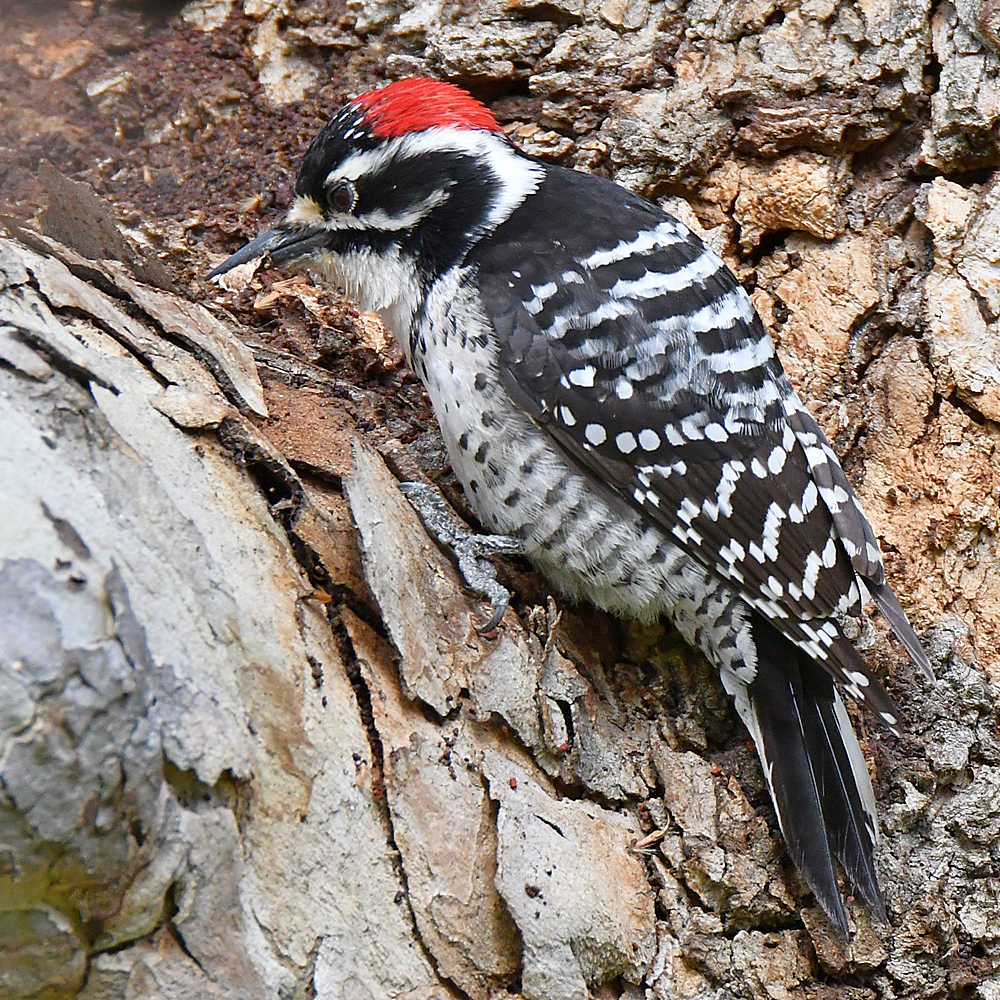 NuttalsWoodpecker.jpg