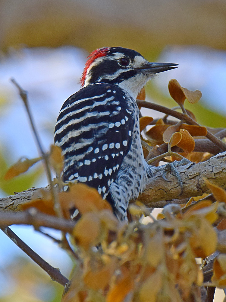 NuttalsWoodpecker2.jpg