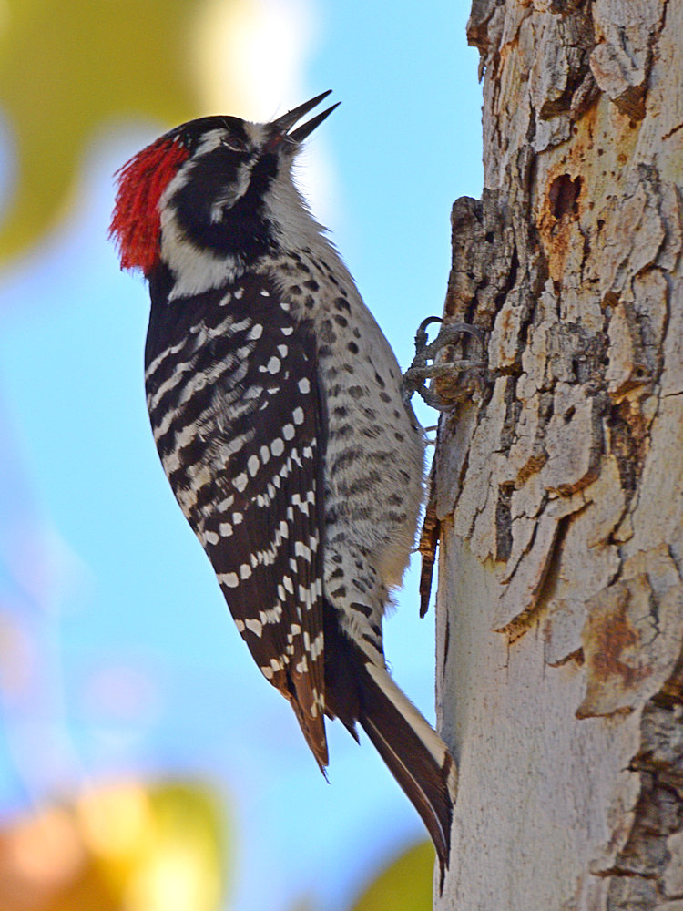 NuttalsWoodpecker2.jpg