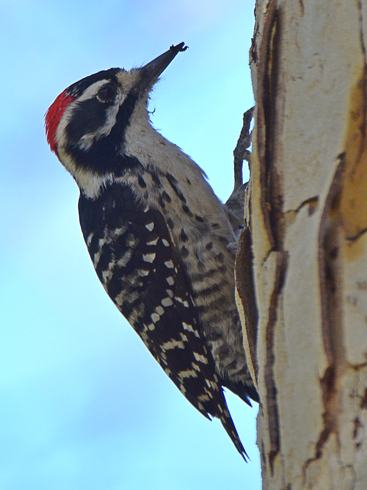NuttalsWoodpecker2.jpg