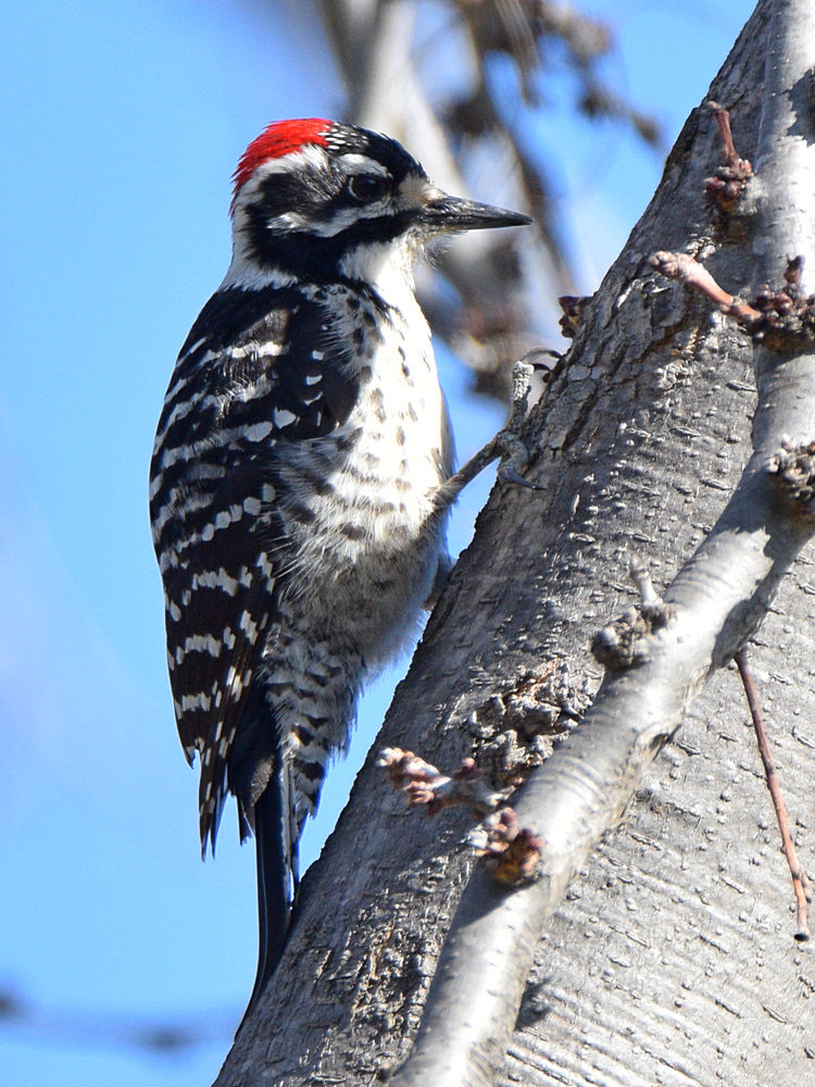 NuttalsWoodpecker2.jpg