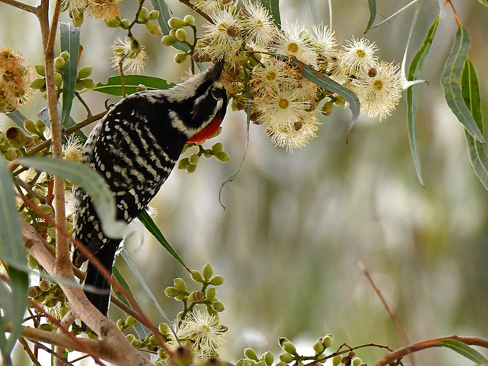 NuttalsWoodpecker2.jpg