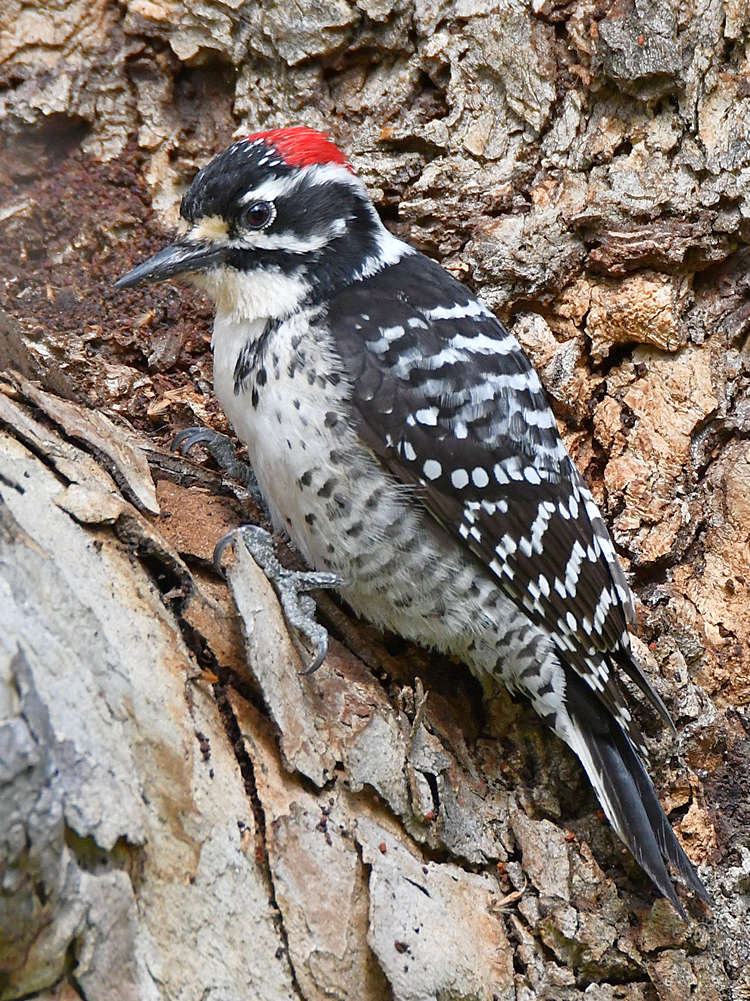 NuttalsWoodpecker2.jpg