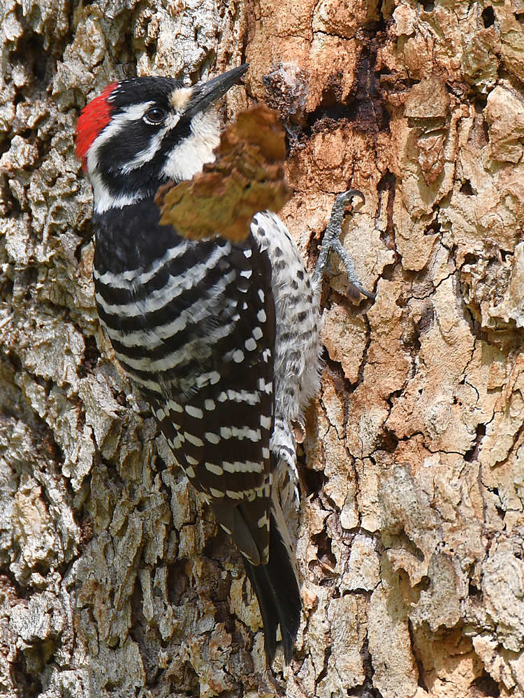 NuttalsWoodpecker4.jpg