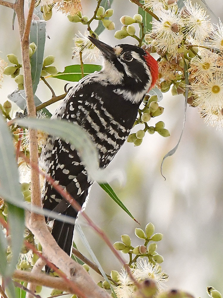 NuttalsWoodpecker5.jpg