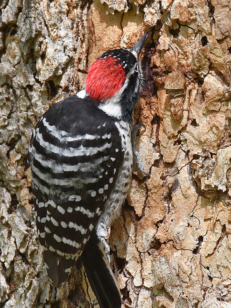 NuttalsWoodpecker5.jpg