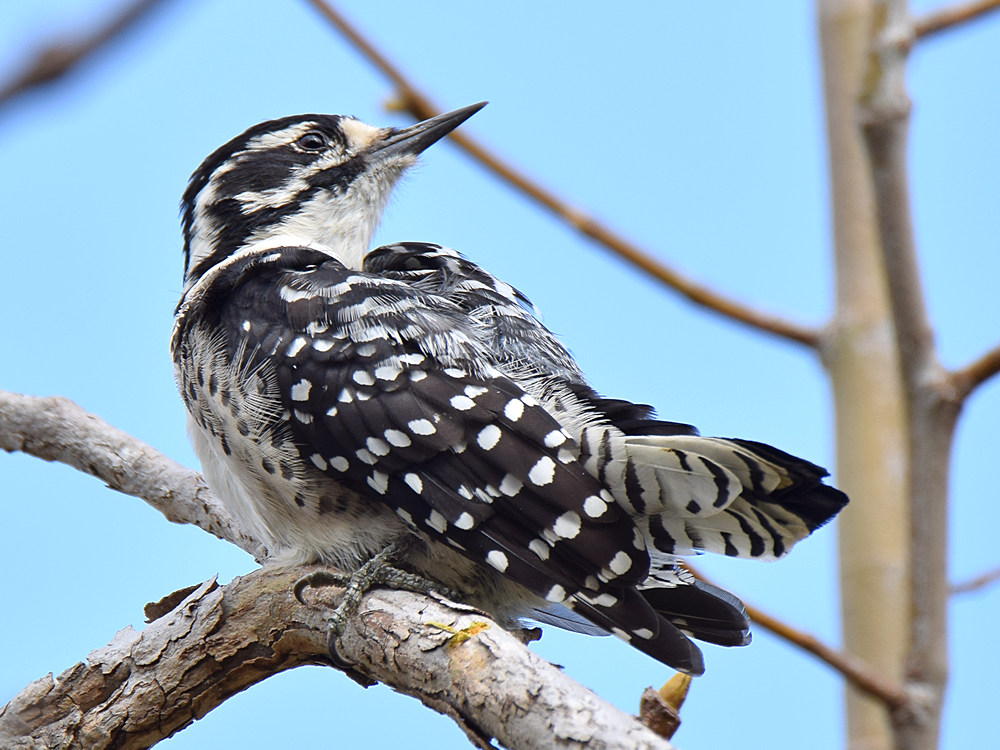NuttalsWoodPecker6.jpg