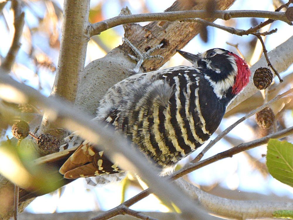 NuttalsWoodpecker6.jpg
