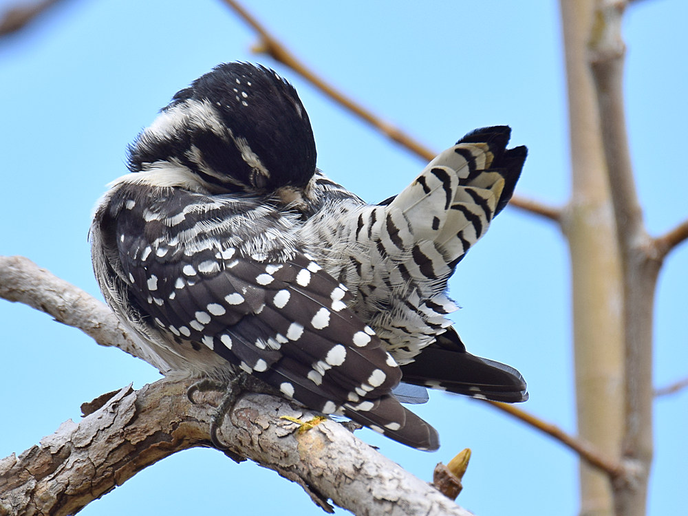 NuttalsWoodPecker7.jpg