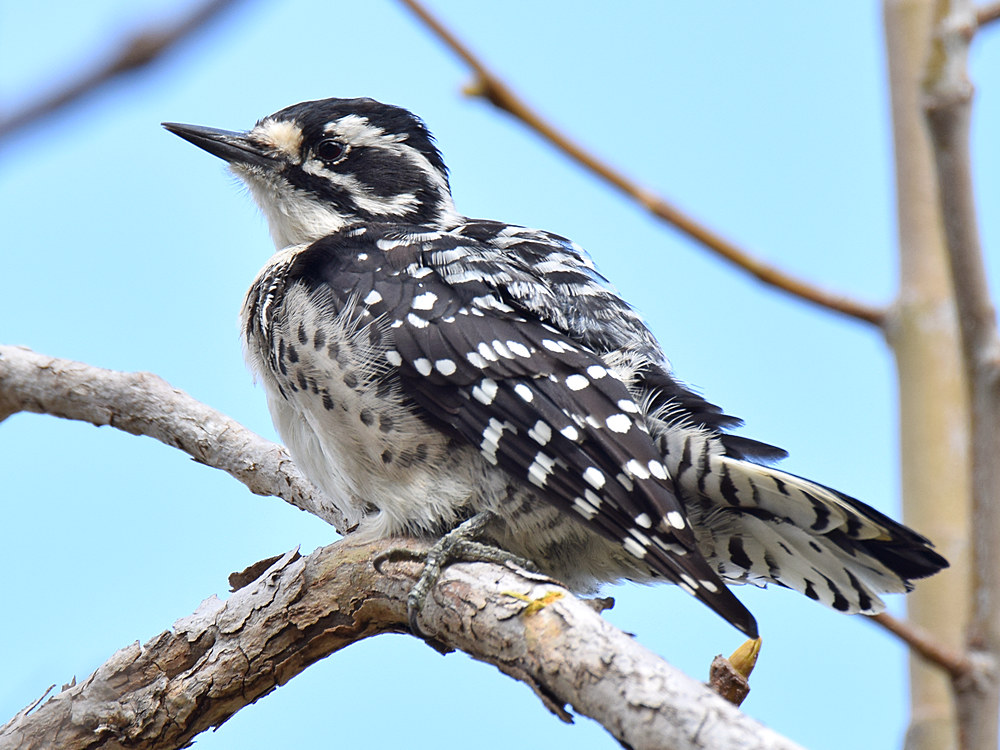 NuttalsWoodPecker9.jpg