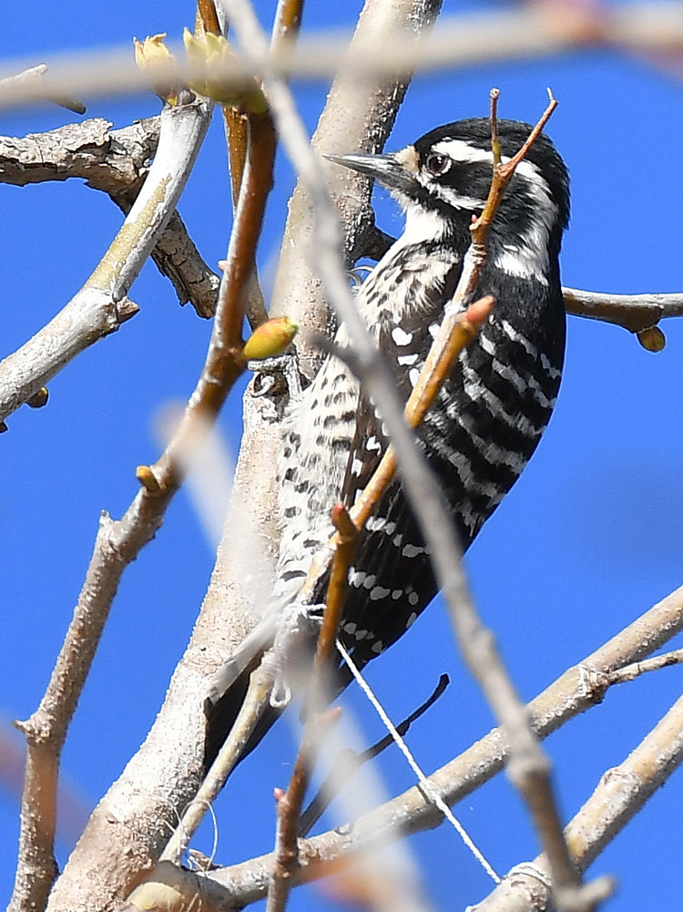 NuttelsWoodpecker.jpg