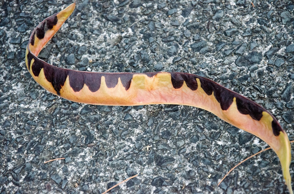 NZ snake.jpg