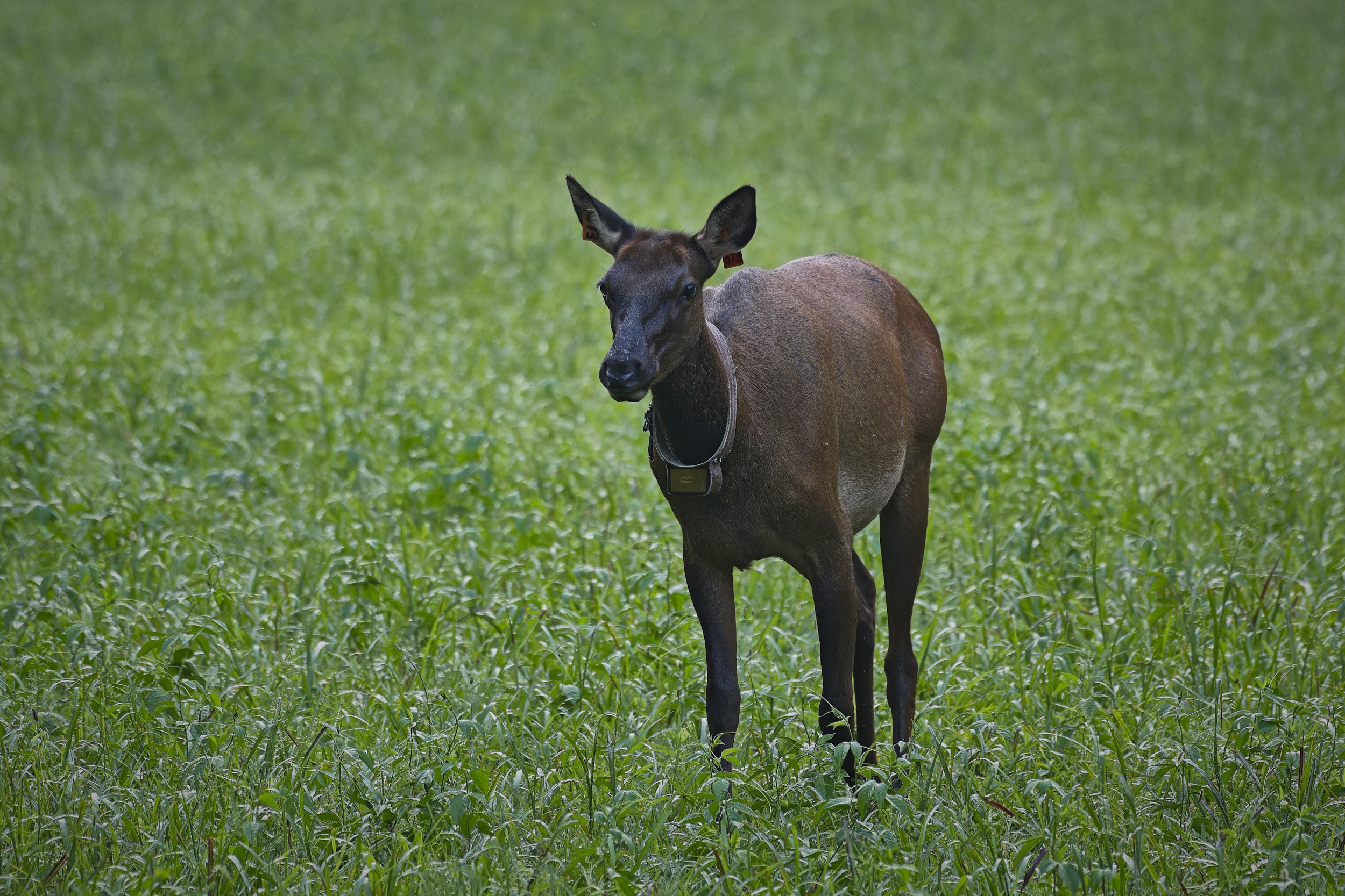 NZ8_0654-NEF_DxO_DeepPRIMEXD.jpg