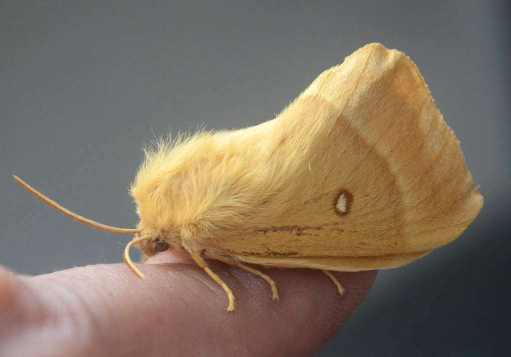 Oak Eggar.jpg