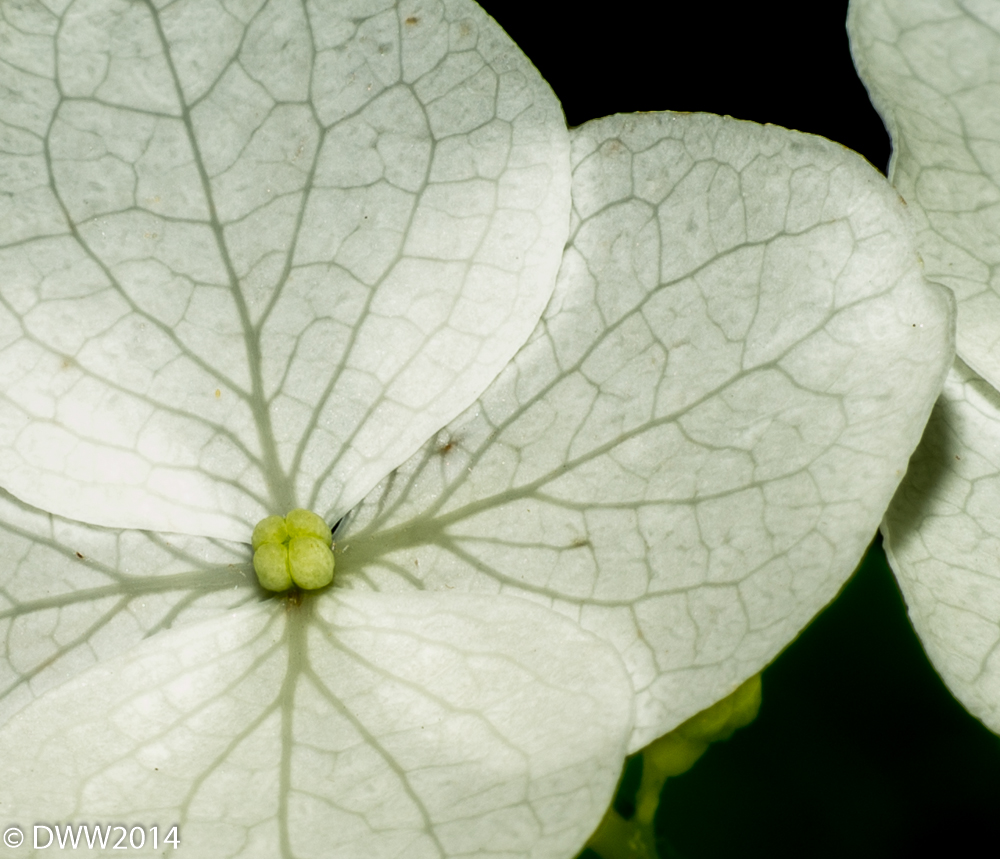 Oak Leaf Hydrangia (1 of 1).jpg