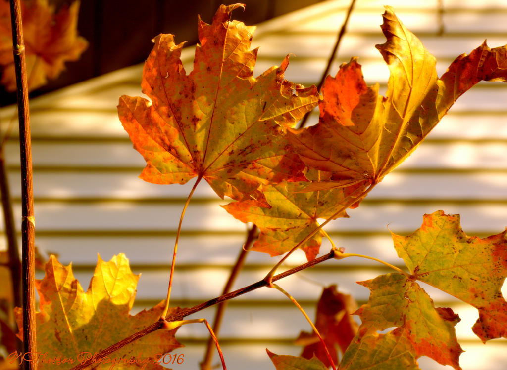 Oak Leaves 11-6-2016.jpg