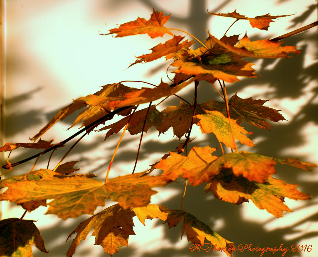 Oak Leaves  #2 11-6-2016.jpg