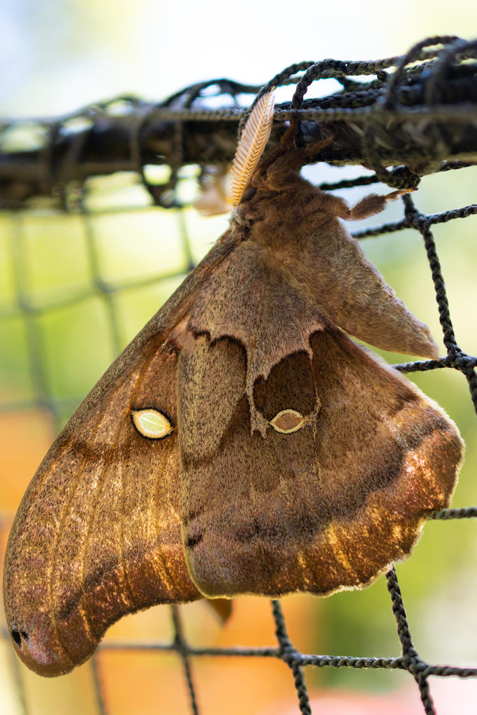 Oak Moth 1 (1 of 1).jpg