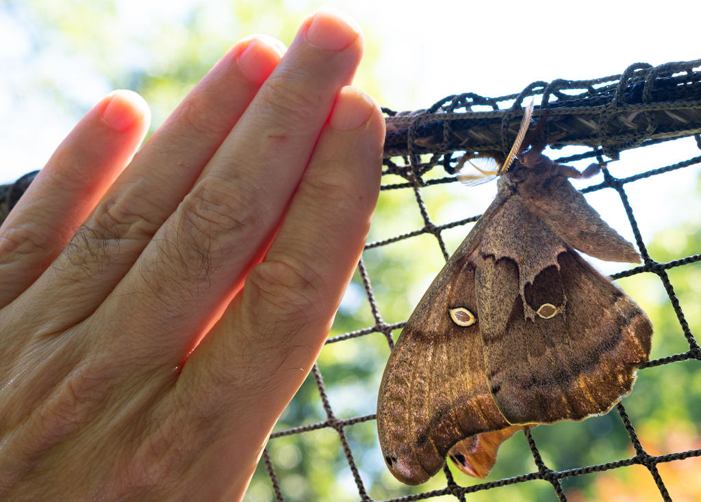 Oak Moth 2 (1 of 1).jpg