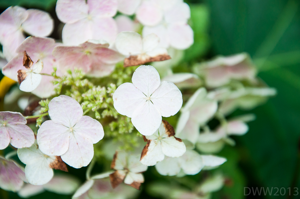 Oakleaf Hydrangea (1 of 1).jpg