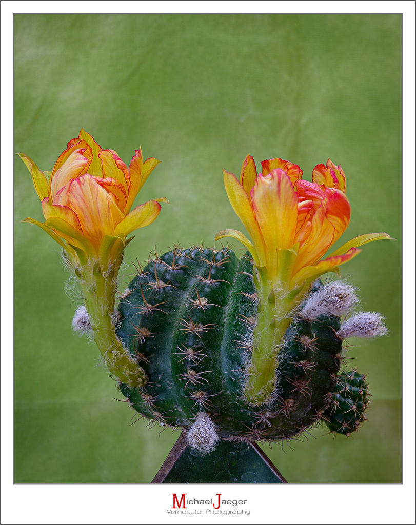 oblossomcact-1.jpg