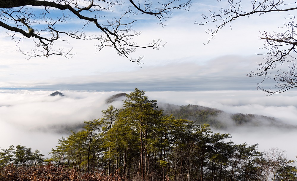 Ocoee River fog--7.jpg