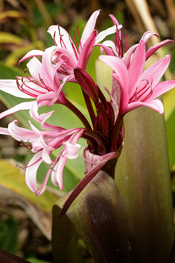 Oh Yea a Flower Pic.jpg