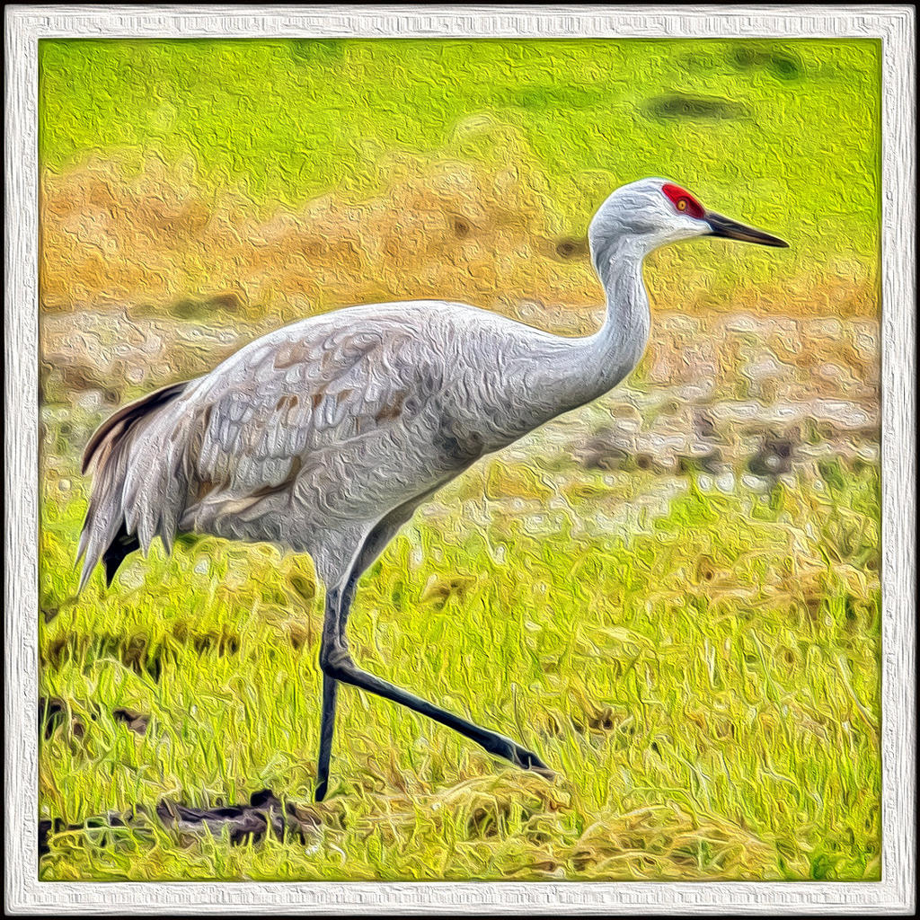 OIL BIRD-001.jpg