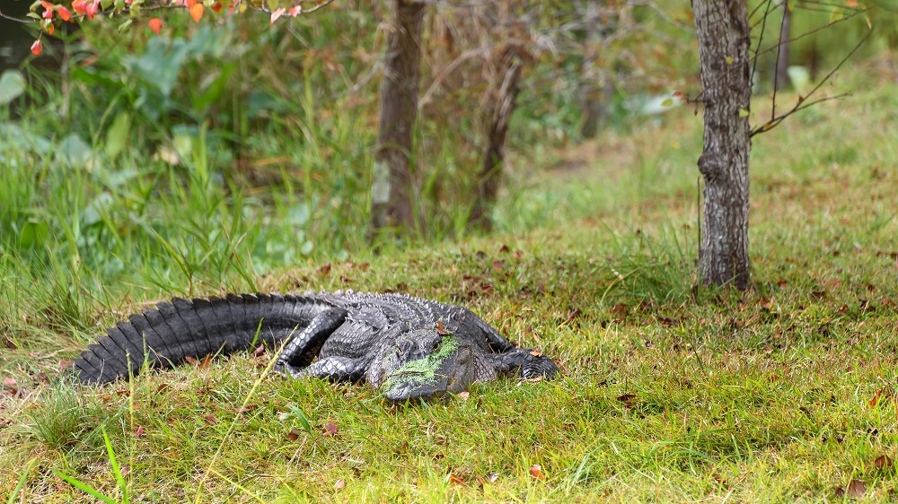 Okefenokee--13.jpg