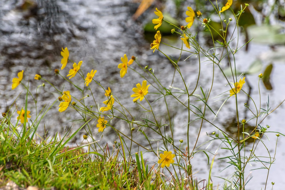 Okefenokee--16.jpg