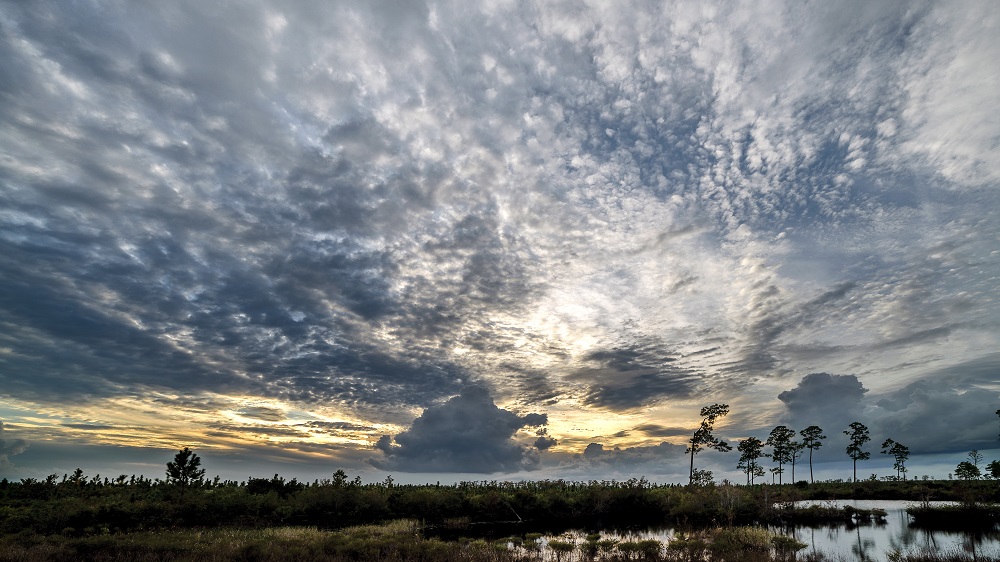 Okefenokee--2.jpg