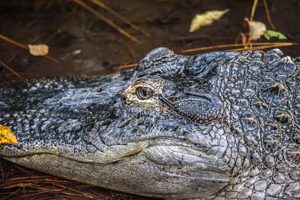 Okefenokee-5675.jpg
