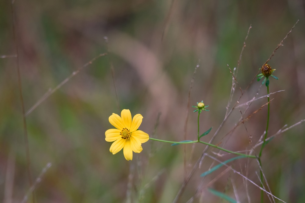 Okefenokee--7.jpg