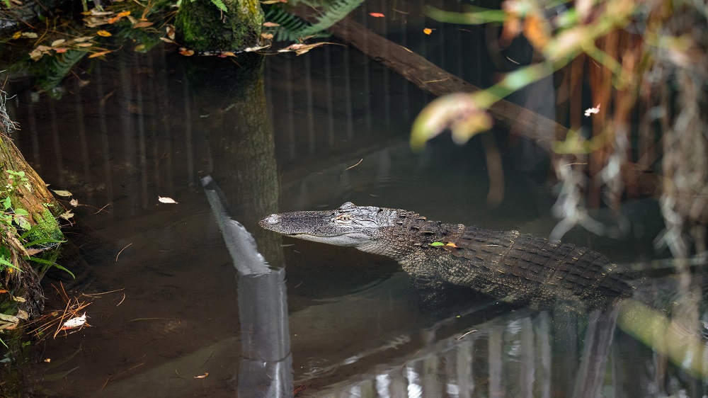 Okefenokee--9.jpg