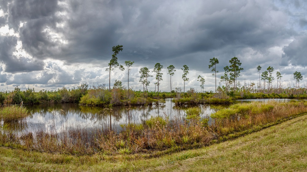 Okefenokee-.jpg