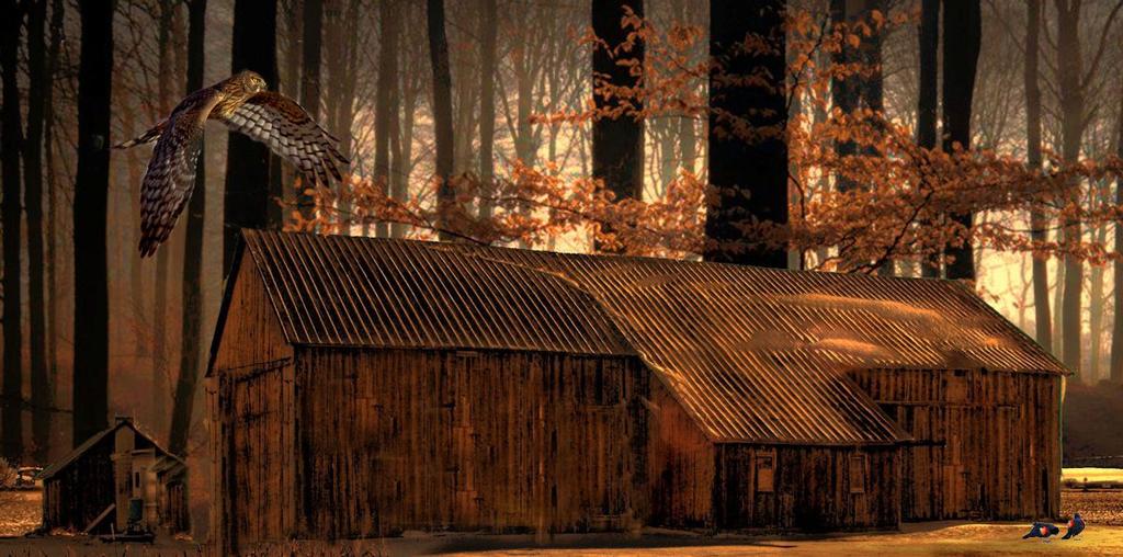 old barn set in some ones woods.jpg